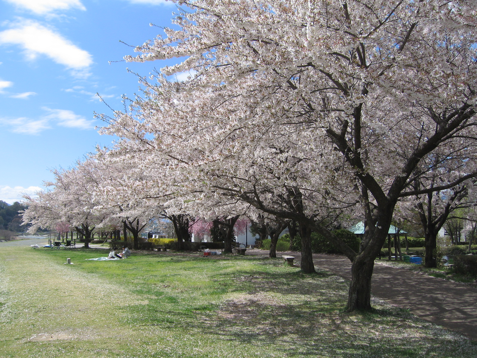 花見の食べ物で定番3種といえばコレで決まり 幹事さん必見 疑問スッキリ Com