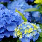 紫陽花の剪定は難しくない!アナベルだけの剪定のコツを伝授!