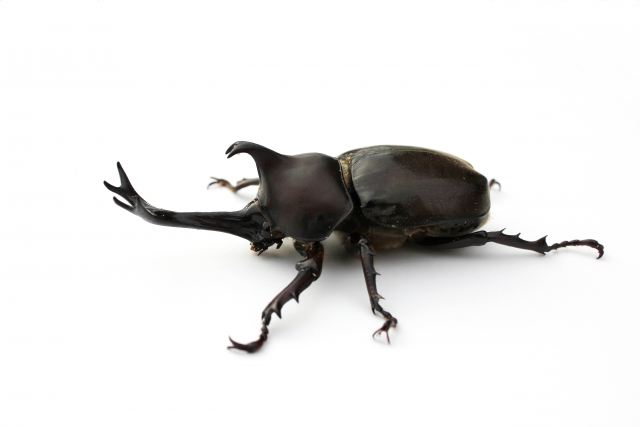 カブトムシの幼虫に要注意 土に白いカビが発生 コレってどうするの 疑問スッキリ Com カブトムシの幼虫に要注意 土に白いカビが発生 コレってどうするの 疑問スッキリ Com