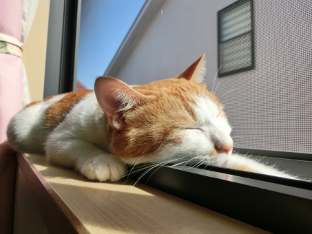 蚊取り線香は猫にも影響あるの 科学的根拠に基づいて調べてみた結果 疑問スッキリ Com 蚊取り線香は猫にも影響あるの 科学的根拠に基づいて調べてみた結果 疑問スッキリ Com