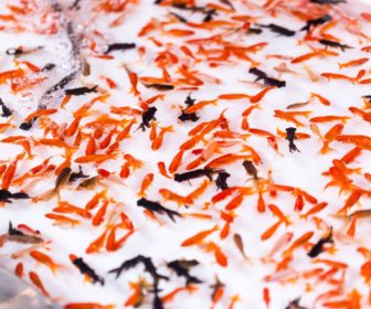 金魚すくいの豆知識金魚の種類を徹底的に検証 分けたら長生き確定 疑問スッキリ Com