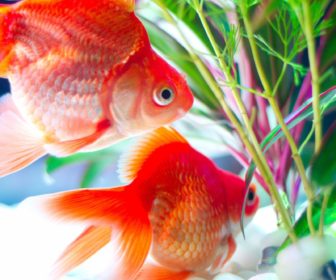 金魚すくいの豆知識金魚の種類を徹底的に検証 分けたら長生き確定 疑問スッキリ Com