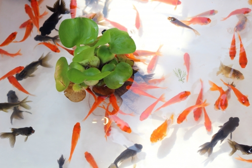 金魚すくい大物getにはコツが 出目金まで狙えるマル秘テク 疑問スッキリ Com 金魚すくい大物getにはコツが 出目金まで狙えるマル秘テク 疑問スッキリ Com